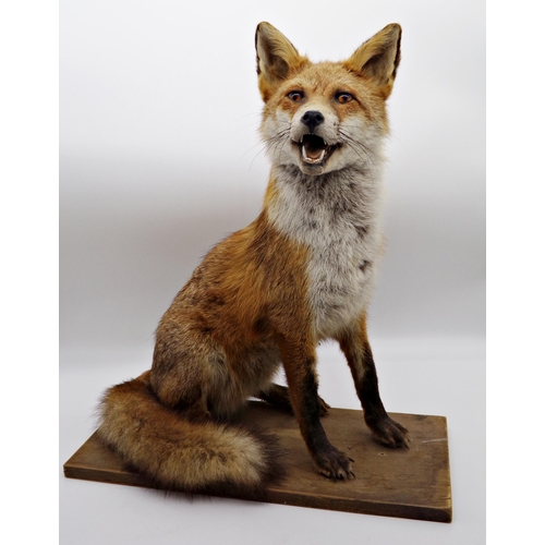 171 - Taxidermy interest - handsome seated fox, 57cm high