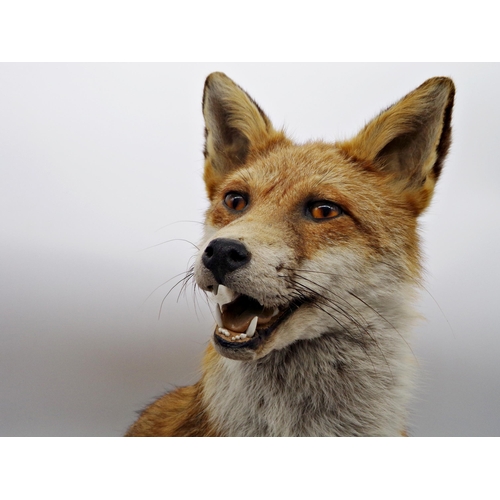 171 - Taxidermy interest - handsome seated fox, 57cm high