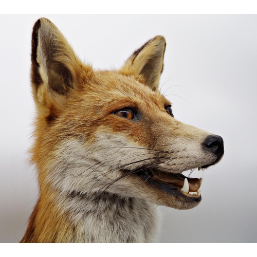 171 - Taxidermy interest - handsome seated fox, 57cm high