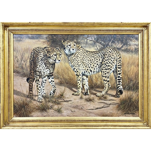 614 - Willem Sternberg de Beer (b. 1941, South African) - Two Cheetahs, signed, oil on canvas, 59 x 89.5cm... 