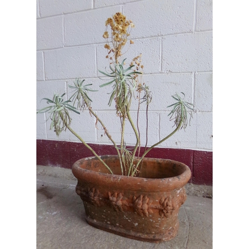 20 - Terracotta oval planter, repeating floral relief decoration, planted up, 26 high x 52cm long