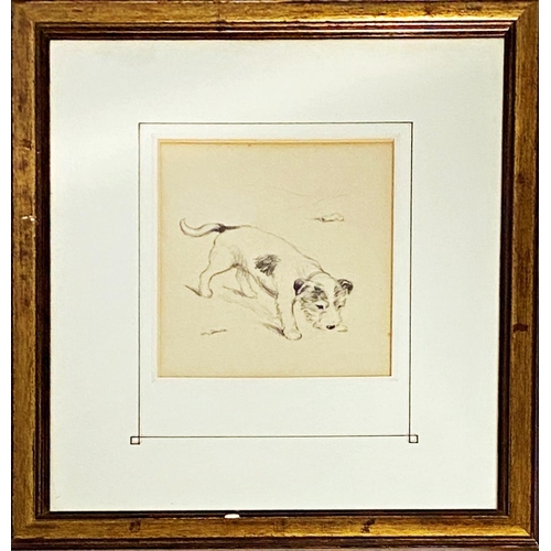 1312 - Lucy Dawson (1875-1954) - pencil study of a Jack Russell Terrier, 20x17.5cm