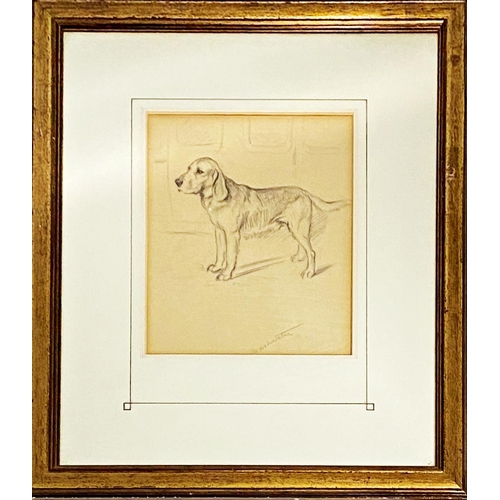 1314 - Lucy Dawson (1875-1954) - pencil study of a bloodhound, 25x20cm