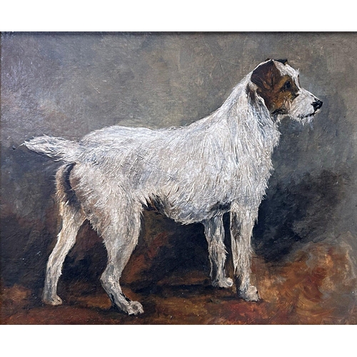 1517 - John Emms (1844-1912) - 'Shrimp' Portrait of a standing Jack Russell Terrier, unsigned, oil on board... 