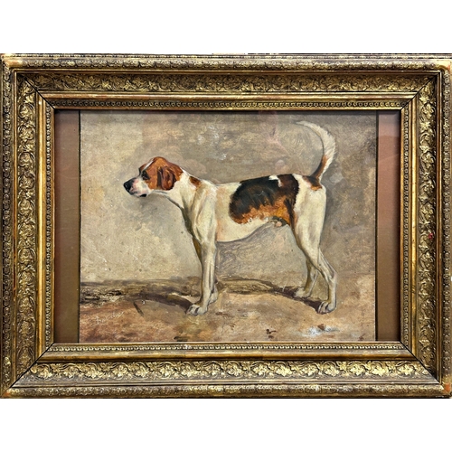 1525 - Possibly by John Emms (1843-1912) - 'Brusher' portrait of a standing foxhound, indistinctly signed, ... 