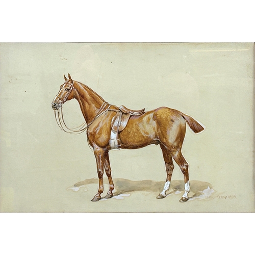 1542 - Frank Paton (1855-1909) - Portrait of a standing Chestnut Gelding horse, signed and dated 1896, wate... 