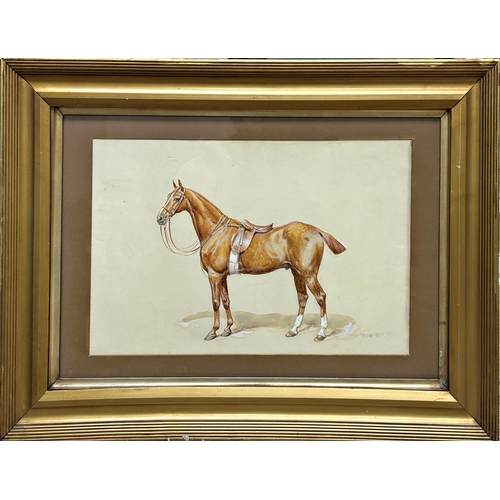 1542 - Frank Paton (1855-1909) - Portrait of a standing Chestnut Gelding horse, signed and dated 1896, wate... 