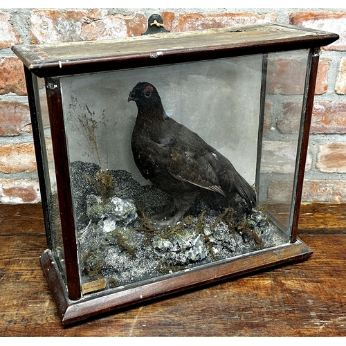 1137 - Taxidermy interest - Red Grouse, in fitted glazed case, 42 x 47cm