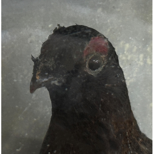 1137 - Taxidermy interest - Red Grouse, in fitted glazed case, 42 x 47cm