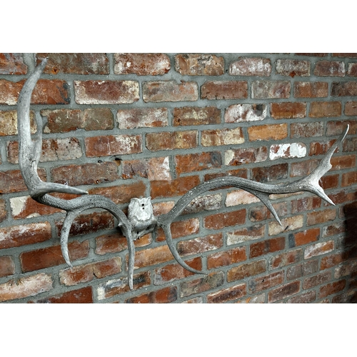 1138 - Pair of stag trophy antlers, 70cm wide