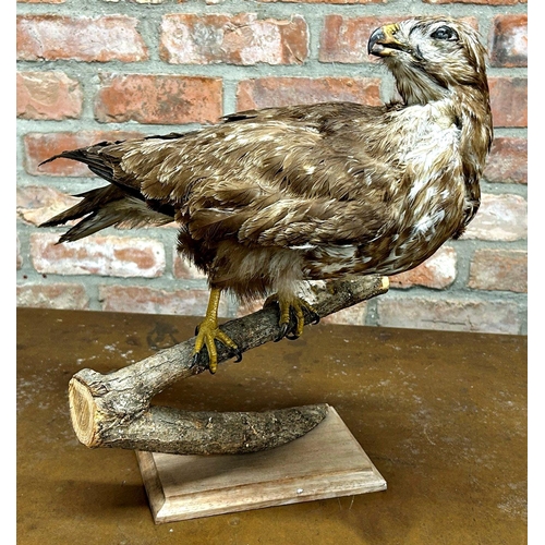 1131 - Taxidermy interest - French Hawk, on branch and plinth, 45cm high x 45cm wide