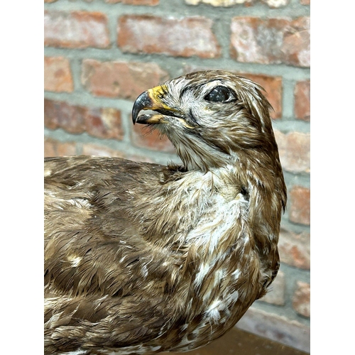 1131 - Taxidermy interest - French Hawk, on branch and plinth, 45cm high x 45cm wide