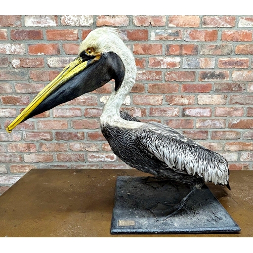 1132 - Taxidermy interest - Brown Pelican, 72cm high x 94cm long