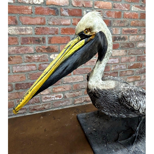 1132 - Taxidermy interest - Brown Pelican, 72cm high x 94cm long