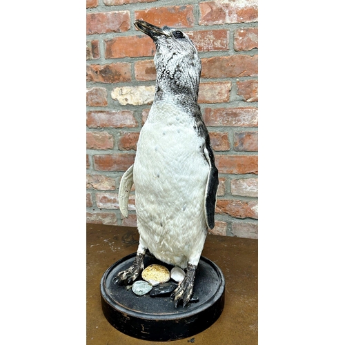 1133 - Taxidermy interest - Black footed penguin, under a Victorian glass dome, 60cm high