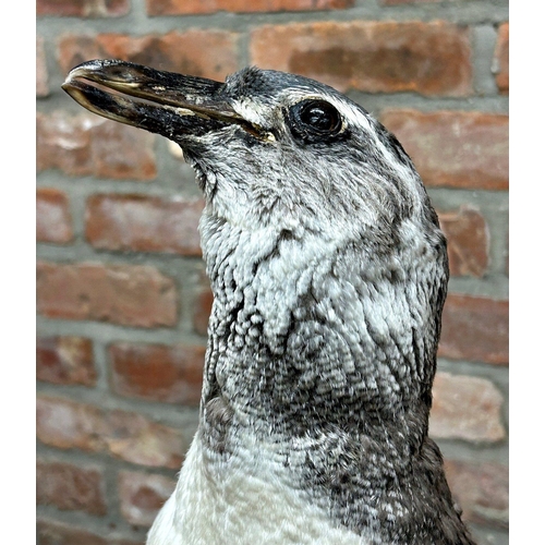 1133 - Taxidermy interest - Black footed penguin, under a Victorian glass dome, 60cm high