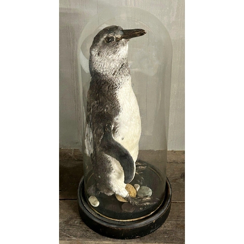 1133 - Taxidermy interest - Black footed penguin, under a Victorian glass dome, 60cm high