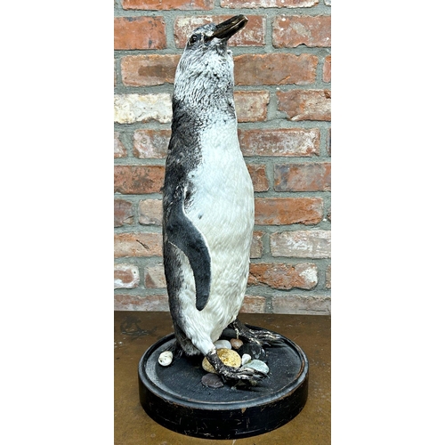 1133 - Taxidermy interest - Black footed penguin, under a Victorian glass dome, 60cm high