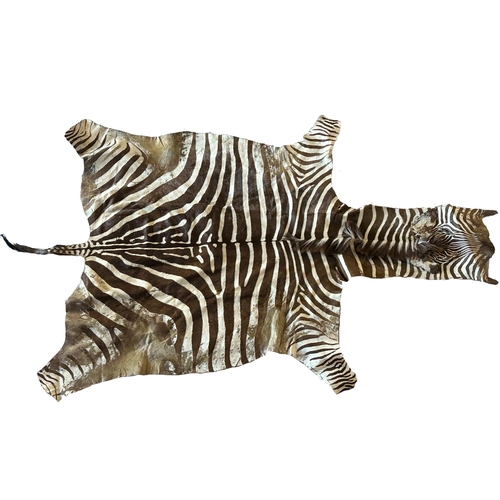 1139 - Brown Zebra (Equus quagga) skin rug, with head and tail, 280 x 180cm