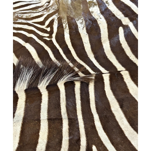 1139 - Brown Zebra (Equus quagga) skin rug, with head and tail, 280 x 180cm