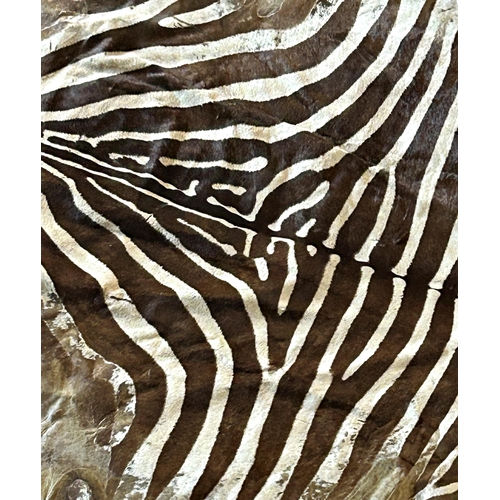 1139 - Brown Zebra (Equus quagga) skin rug, with head and tail, 280 x 180cm