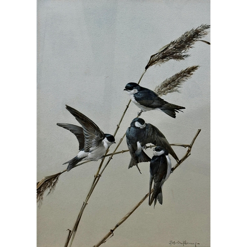 1380 - Edwin Penny (1930-2016) - 'House Martins' signed, F.R. label verso, gouache, 50 x 36cm, framed