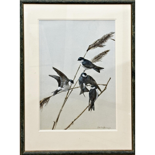 1380 - Edwin Penny (1930-2016) - 'House Martins' signed, F.R. label verso, gouache, 50 x 36cm, framed