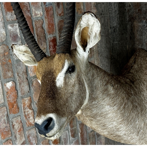 128 - Taxidermy - Water Buck, cut at the base of the neck, 120cm high approx