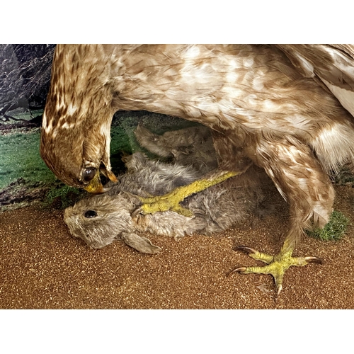 133 - Taxidermy  -  Cased Buzzard with caught rabbit, the display case with simulated mound, 63cm h x 71cm... 