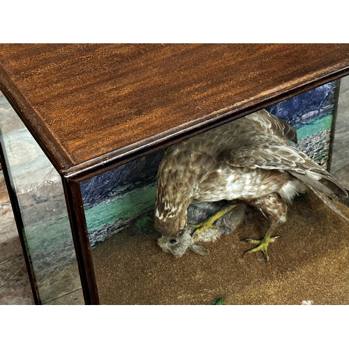 133 - Taxidermy  -  Cased Buzzard with caught rabbit, the display case with simulated mound, 63cm h x 71cm... 