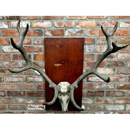 134 - Taxidermy - A large partial mounted stag skull and antlers upon wooden board, 90cm antler span, 100c... 