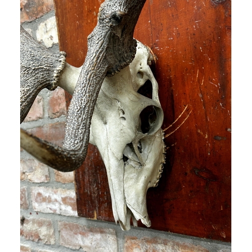 134 - Taxidermy - A large partial mounted stag skull and antlers upon wooden board, 90cm antler span, 100c... 