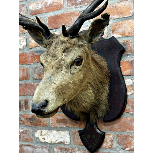 135 - Taxidermy - A mounted stag head with glass eyes, painted inscription below '1895 Invercauld', 110cm ... 