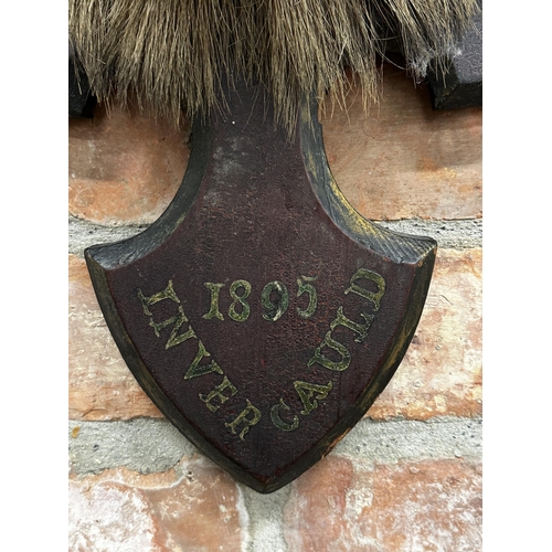 135 - Taxidermy - A mounted stag head with glass eyes, painted inscription below '1895 Invercauld', 110cm ... 