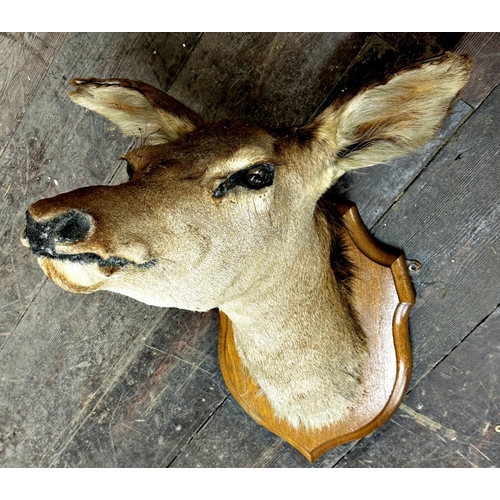 137 - Taxidermy - A mounted doe head with glass eyes upon wooden shield board, 47cm w x 55cm H x 48cm d