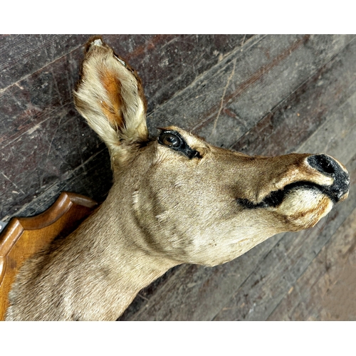 137 - Taxidermy - A mounted doe head with glass eyes upon wooden shield board, 47cm w x 55cm H x 48cm d