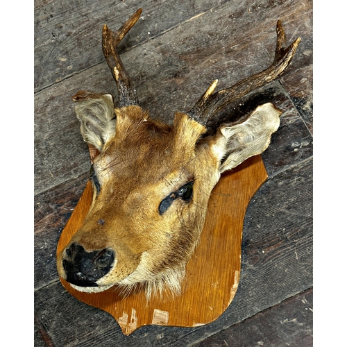 138 - Taxidermy - mounted fawn head with glass eyes upon wooden shield board,  50cm h x 35cm w x 31cm d, t... 