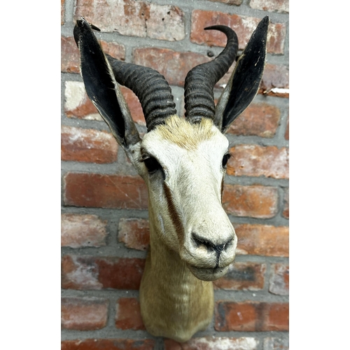 140 - Taxidermy - Springbok head with glass eyes and ribbed antlers, 63cm h x 30cm w x 43cm d