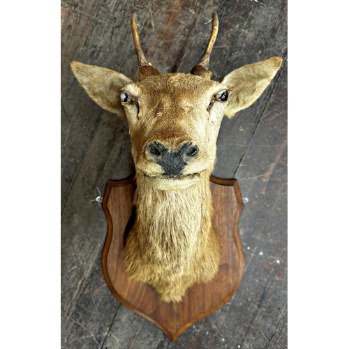 141 - Taxidermy - roe deer head with glass eyes and antlers upon wooden shield board, 97cm h x 48cm w x 62... 