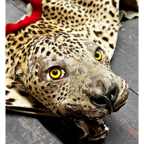 142 - Taxidermy - A late 19th/early 20th century Leopard skin, unmarked, flat mount with belt and neck hol... 