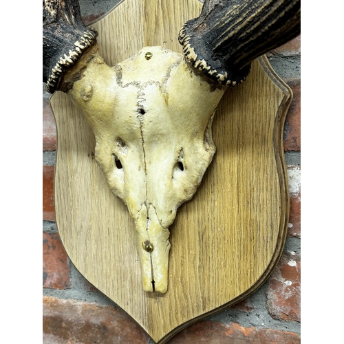 145 - Taxidermy - mounted stag skull upon wooden shield back,  56cm w x 91cm h x 40cm