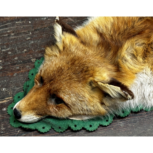 148 - Taxidermy interest - A Fox flat mount with raised head rug, green felt trim, glass eyes, nose to tai... 