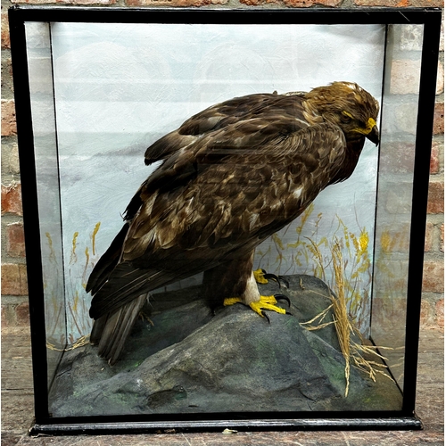 112 - Taxidermy - Golden Eagle possibly by John Macpherson, in a glazed case in naturalistic setting, 71 x... 