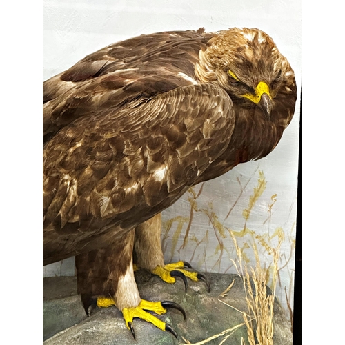 112 - Taxidermy - Golden Eagle possibly by John Macpherson, in a glazed case in naturalistic setting, 71 x... 