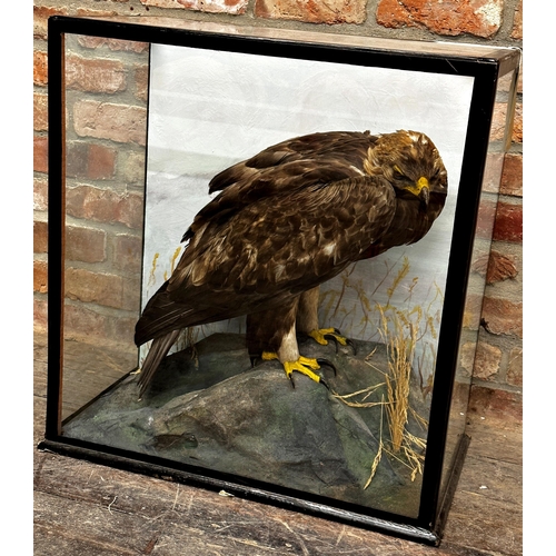 112 - Taxidermy - Golden Eagle possibly by John Macpherson, in a glazed case in naturalistic setting, 71 x... 