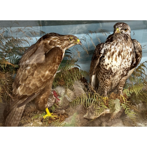 129 - Taxidermy - Good cased Common and Rough Legged Buzzard by James Gardner of Oxford Street, London, th... 