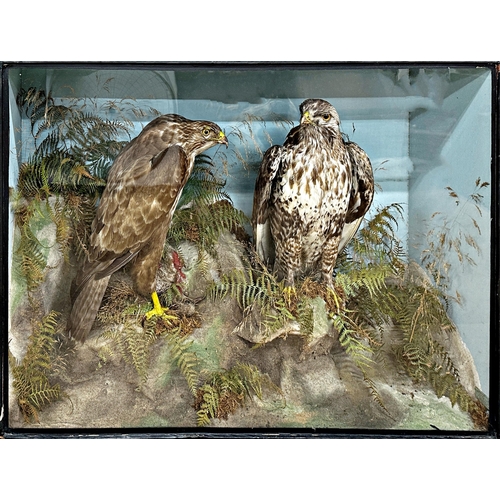 129 - Taxidermy - Good cased Common and Rough Legged Buzzard by James Gardner of Oxford Street, London, th... 