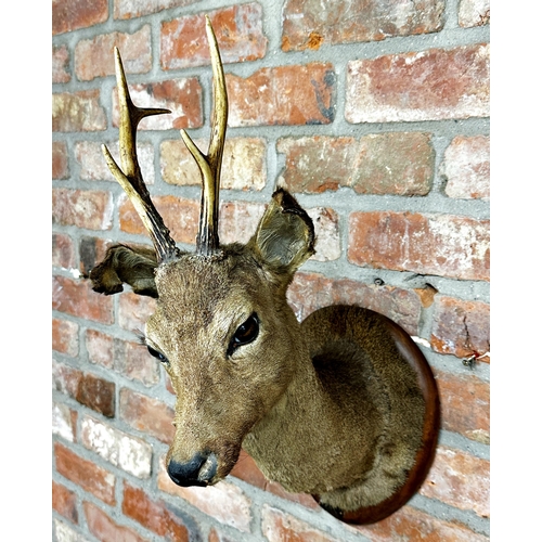 91 - Taxidermy - mounted Roe Deer head, on an oak plaque inscribed 'La Ferriere, 30-IX-37', and Van Thieg... 