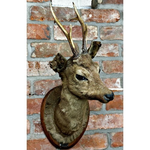 91 - Taxidermy - mounted Roe Deer head, on an oak plaque inscribed 'La Ferriere, 30-IX-37', and Van Thieg... 