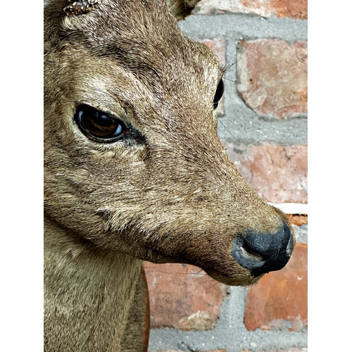 91 - Taxidermy - mounted Roe Deer head, on an oak plaque inscribed 'La Ferriere, 30-IX-37', and Van Thieg... 